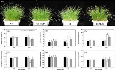 Exogenous Methyl Jasmonate Improves Heat Tolerance of Perennial Ryegrass Through Alteration of Osmotic Adjustment, Antioxidant Defense, and Expression of Jasmonic Acid-Responsive Genes